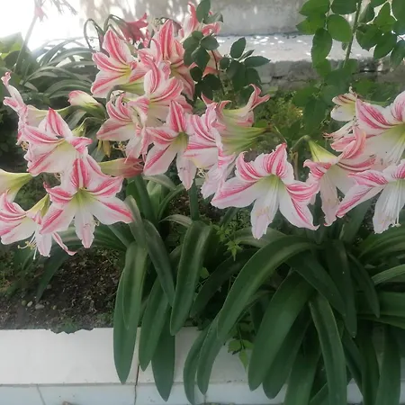 Villa Oasis Garden Diafani