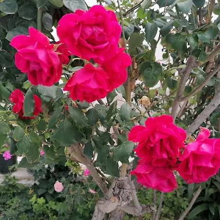 Villa Oasis Garden